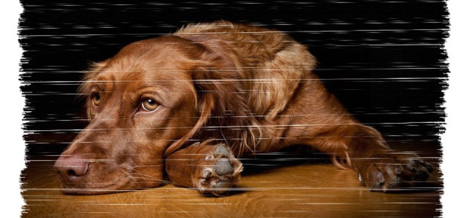 Hundporträtt – Kul och uppskattade jobb!